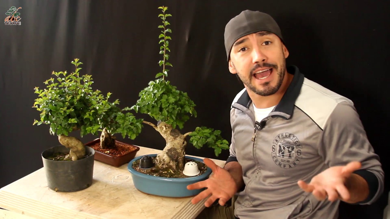 MEU PRIMEIRO BONSAI | KIT ABC DO BONSAI | ENGORDANDO O BONSAI