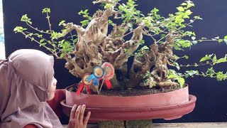 Download lagu Check the price of Wahong bonsai. Best price in Rungkat. 0812 5971 2925, Ms. Lia mp3