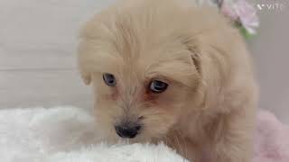 ハーフ犬の動画01