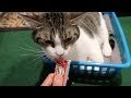 Cats Try Delectables Squeeze Up Cat Treats For The First Time