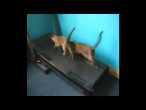 funny videos  cats naro