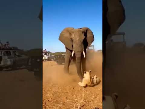Instant Karma! Lion vs Elephant 🦁💥 l 아기 코끼리 건드린 사자의 최후! l 子象을 狙ったライオンの末路 🐘🔥