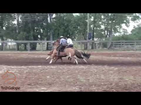 TV@Galope - Evento do Núcleo de Criadores de Cavalos Crioulos de Alegrete