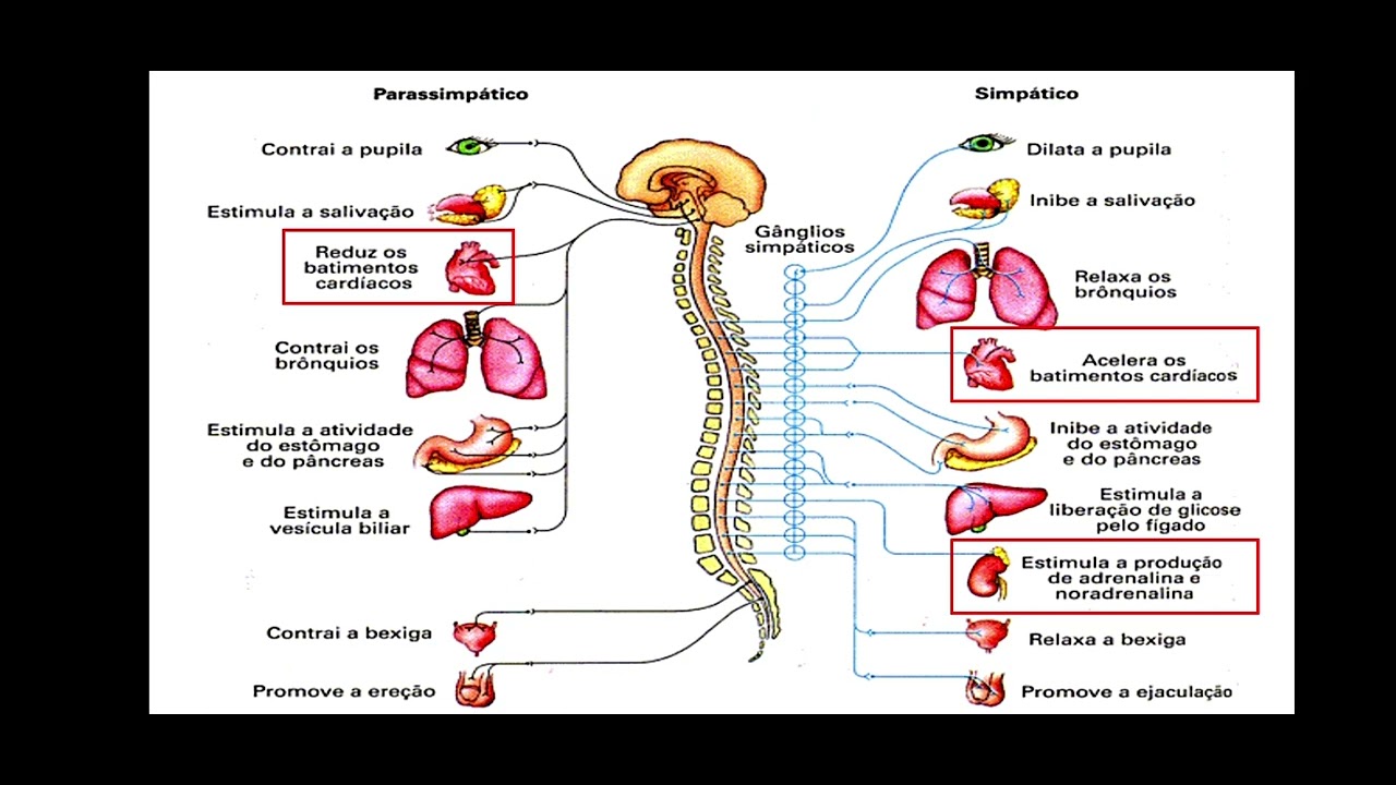 Laboratório de Habilidades - Patologia (DCNT doenças crônicas não transmissíveis HA) - 01
