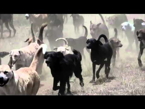 News Hounds: Chimp 'Cha Chas' his way out of the zoo