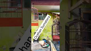 Download lagu Edaaaan... Wambi Mini / Tieumi Bongkar Isian Teroooss... #wambimini #kicaumania mp3 Download lagu Edaaaan... Wambi Mini / Tieumi Bongkar Isian Teroooss... #wambimini #kicaumania mp3