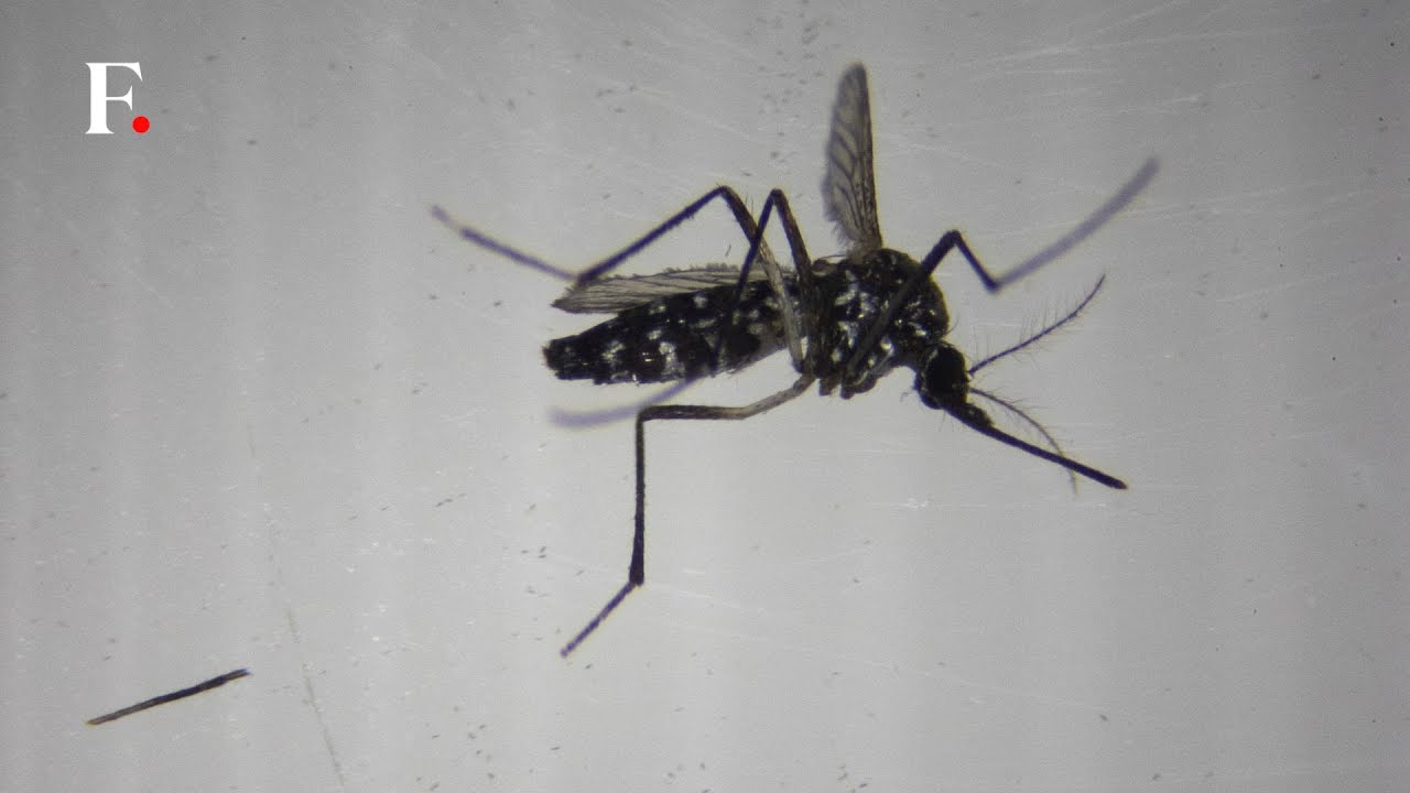 Valencia Researchers Combat Disease-Carrying Mosquitoes with Sterilisation Program