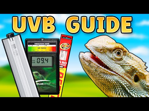 Whats The Best UVB Lights for Bearded Dragons?