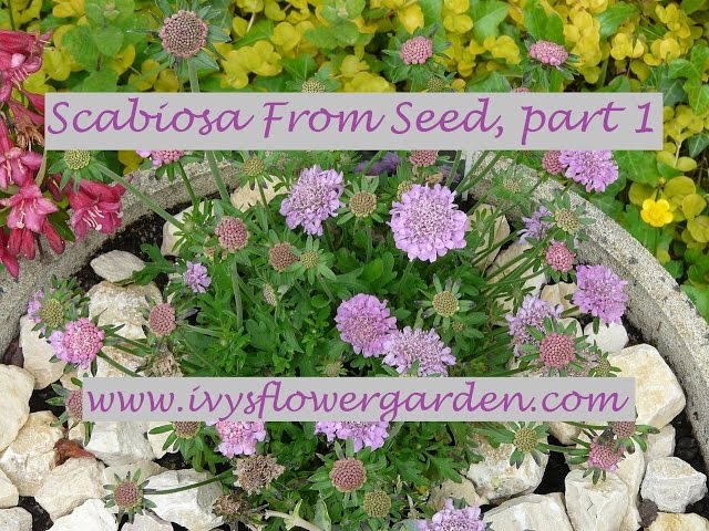 Video Pronunciation of scabiosa in English