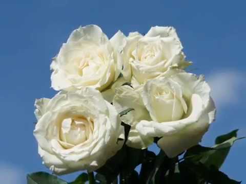 Goran Karan – Bilo cviće