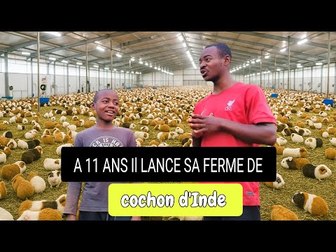 AT 11 YEARS OLD, HE LAUNCHES HIS GUINEA PIG CULTURE PROJECT: LET'S MEET HIM