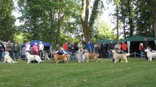 AT Club Winner Show Aigen, Salzburg 17.05.2012 - Golden Retriever