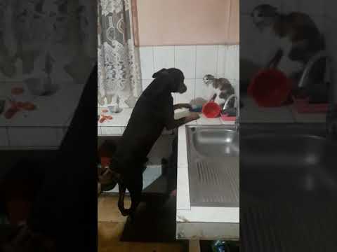Doberman vs cat