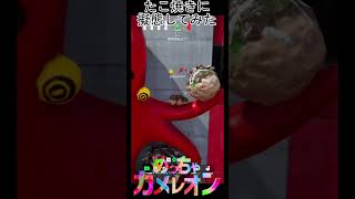 たこ焼きになってみた！！【めっちゃカメレオン】#shorts