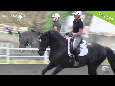 Wie gewinne ich das Vertrauen meines Pferdes | Uta Gräf