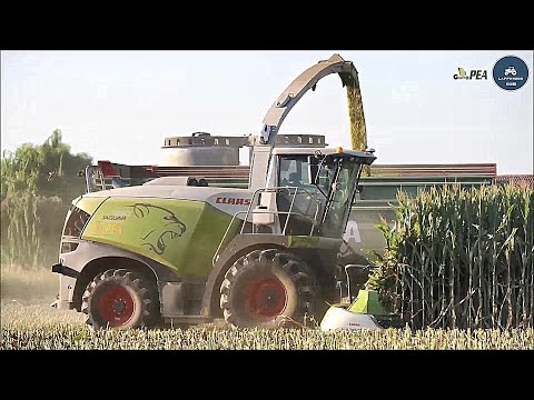 Claas Jaguar 980 (498) Special + Orbis 750 10 file - Gruppo PEA - Insilato mais 2022