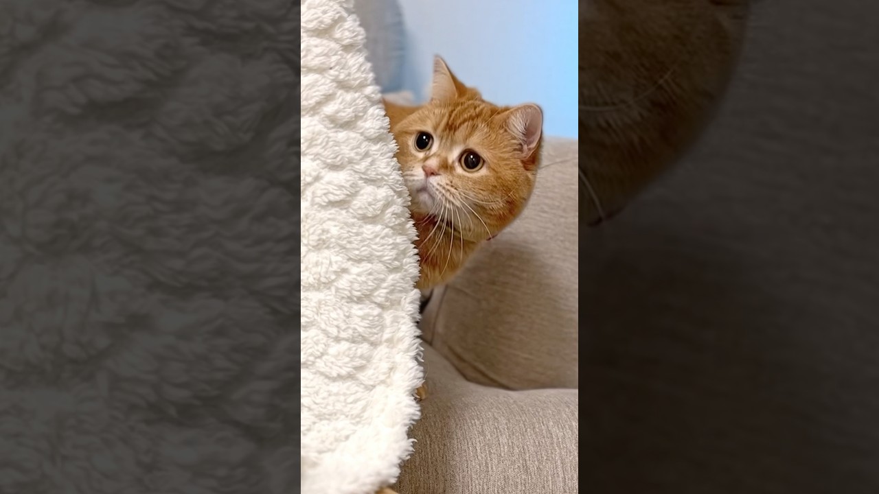 Tiny Friends, Great Teamwork 🥚