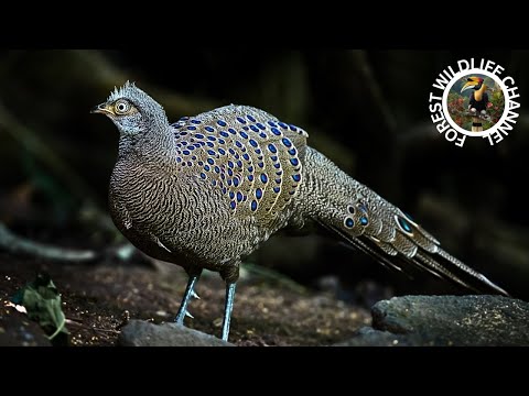 Discover the diverse and majestic wildlife of South Asia | 4K