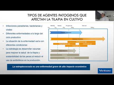 , title : '#2 Vacunación en tilapia como prevención contra estreptococosis - Mario Aguirre.'