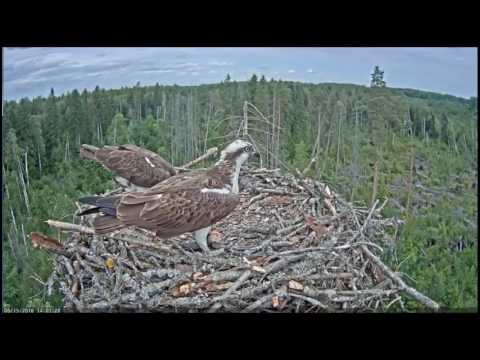 feeding Osprey's chicks and 2nd fish delivery