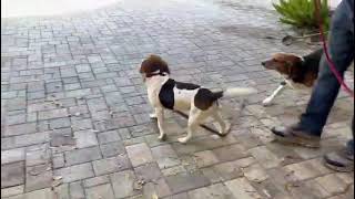 Video preview image #1 Beagle Puppy For Sale in Dunnellon, FL, USA