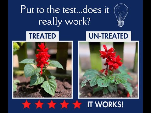 A little experiment to see if Slug, Snail and Aphid Repellent actually works