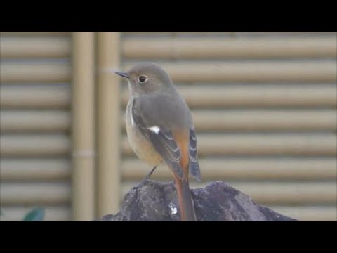 追加の餌を確保するために春に鳥に餌を与える方法