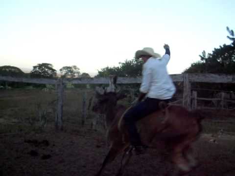 thaynan  rodeio na fazenda