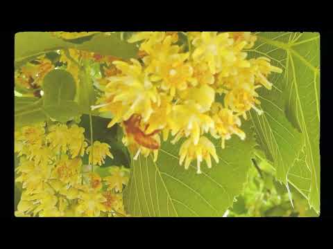 Ferrer Viviana - Anime Unite (OFFICIAL VIDEO)