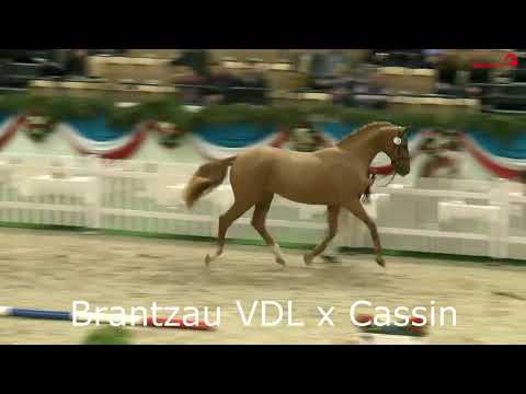 Körsaison 2018 Hengststation Völz Colman Brantzau Crumble