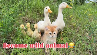 kitten took a group of ducklings to wander the earth.Lost,they became wild animals.😂so funny cute