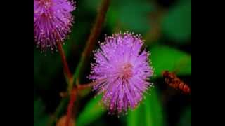 Estado de natureza - Livro dos Espíritos