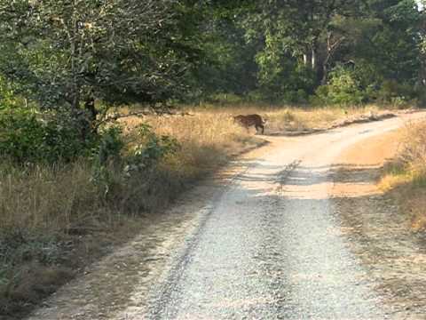 Tiger @ Jim corbett National park (Group members: Atul, Rahul, Kamal, Mangesh, Jalpesh, Pratik )