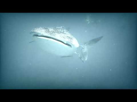 KINAM & KEFTA - FREESTYLE REQUIN BALEINE #2