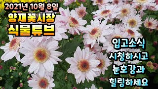 양재꽃시장 식물튜브 [ 구절초, 메리골드, 황화코스모스, 카라, 퐁퐁국화, 하트펀 고사리, 칼라데아 등등]#…