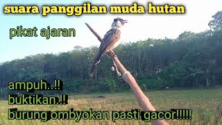 Download lagu suara burung kutilang muda hutan|pikat ajaran muda hutan #pikatkutilangranting #burungkutilang mp3