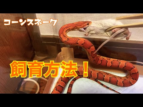 コーンスネーク