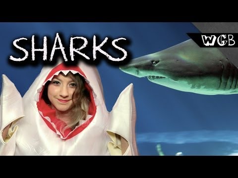 Sharks Are Weird, Gross & Beautiful