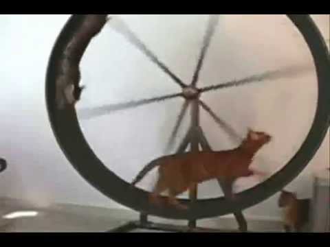 http://youtu.be/1uwHKQO0FAw