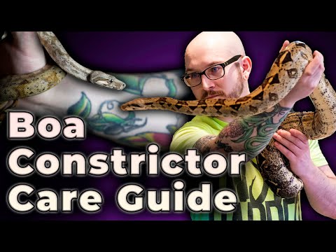 Boa Constrictor Care Guide 2022 | Everything You Need To Know!