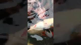 Download lagu ikan mujaer kumpay#shorts mp3