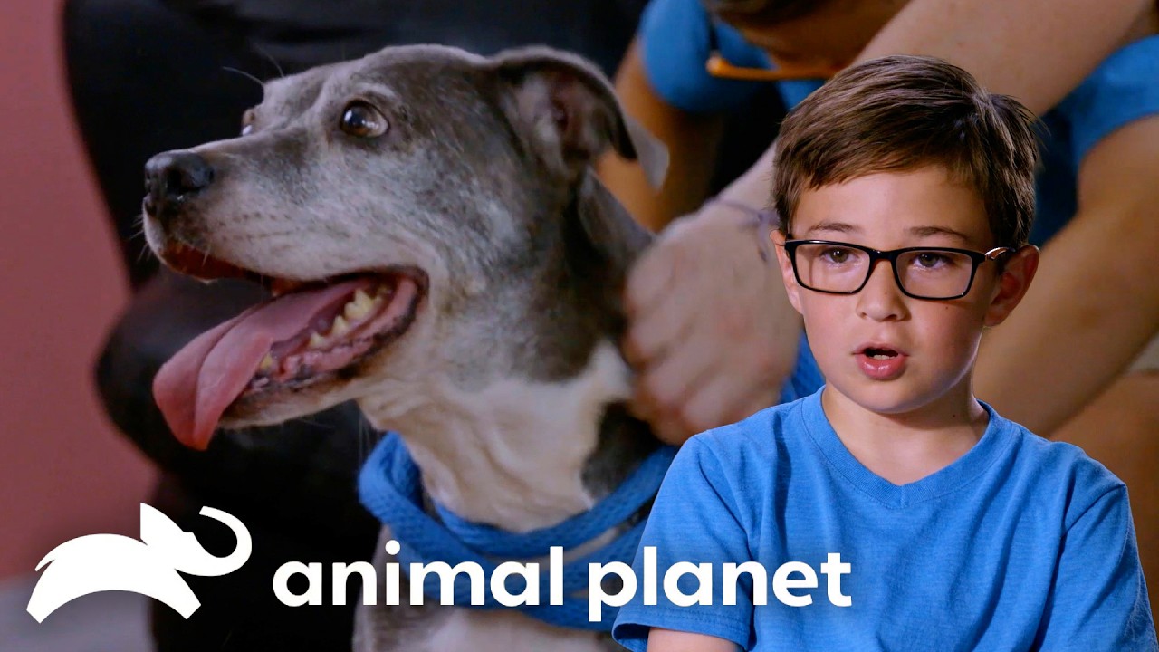 Man's Best Friend is a BOY'S Best FRIEND! | Pit Bulls and Parolees | Animal Planet