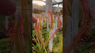 The easiest carnivorous plant to grow!