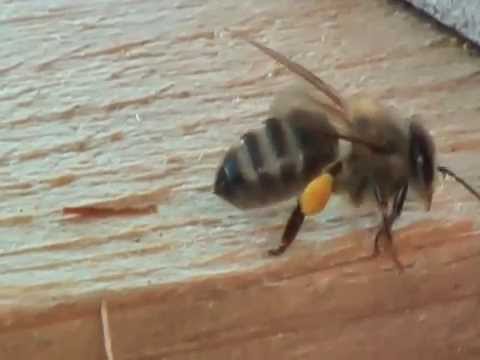 Fluglochbeobachtung 15.3.2015