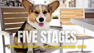 From Puppy to Senior: The 5 Stages of a Corgi’s Life
