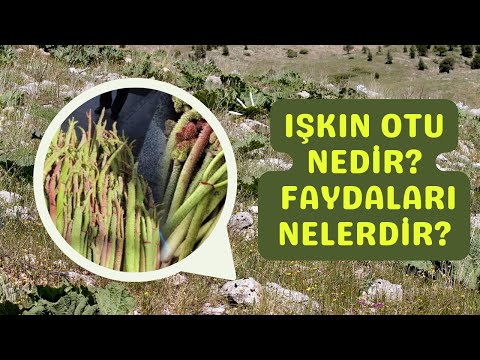 Işkın Otu Nedir? Işkın Otunun Faydaları Nelerdir?