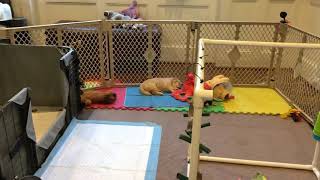 Expanded play area and Avidog adventure box