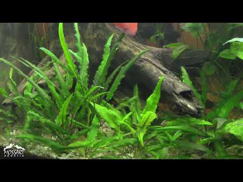 🐟 Akwarium 200L🐟 -  UPDATE