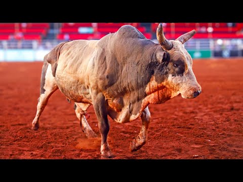 FINAL EM TOUROS - Rodeio de CAMPOS NOVOS PAULISTA 2024 (Oficial 4K)