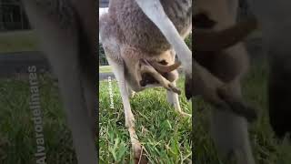 El canguro hijo entrando la barriga de la madre canguro#reels #shorts #tiktok #animales #canguros￼